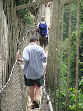 A wee way through the treetops