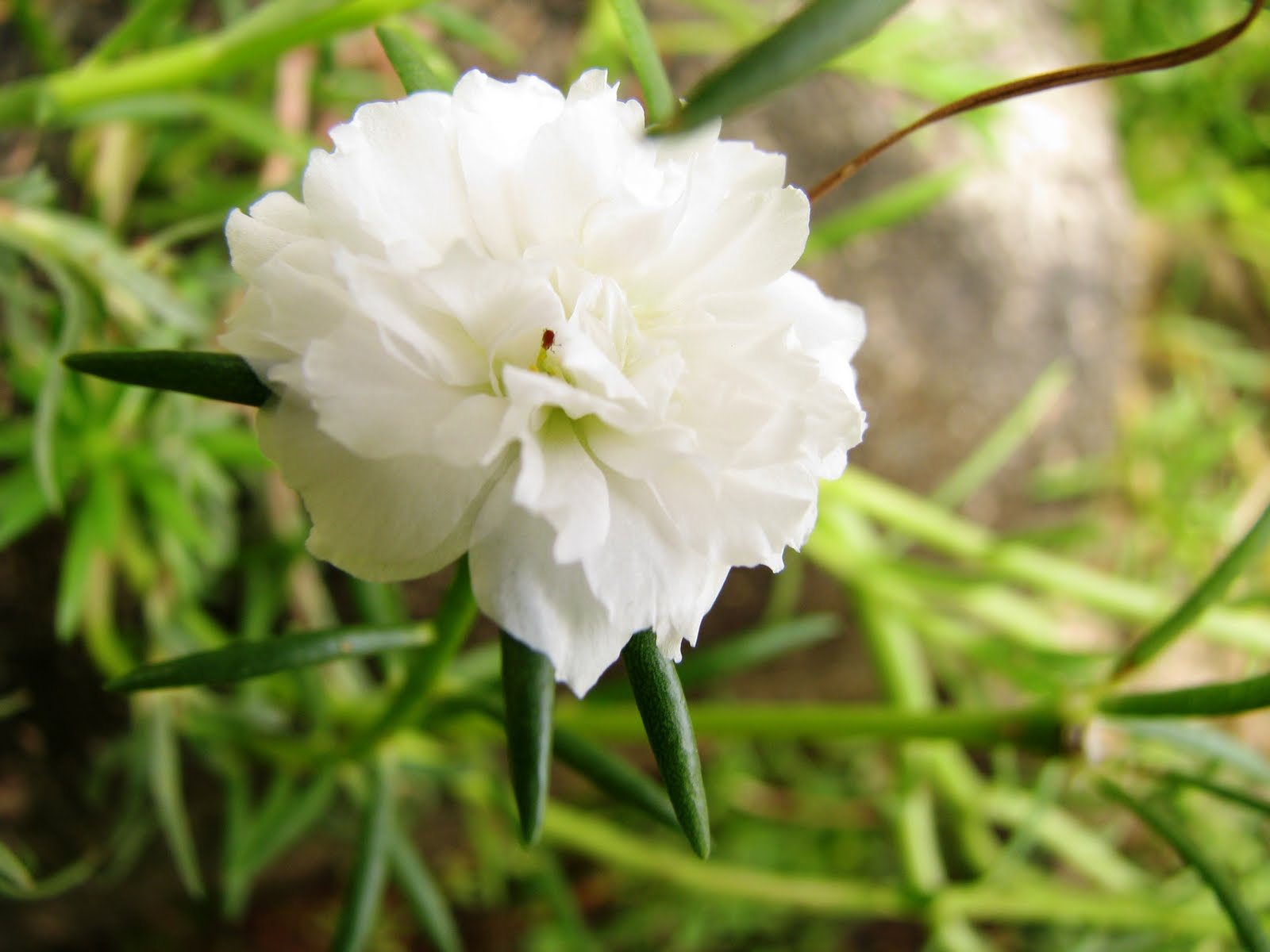 Dari Lensa Kelabu BUNGA ROS JEPUN