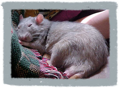 крыса глент