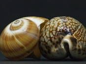 Búzios