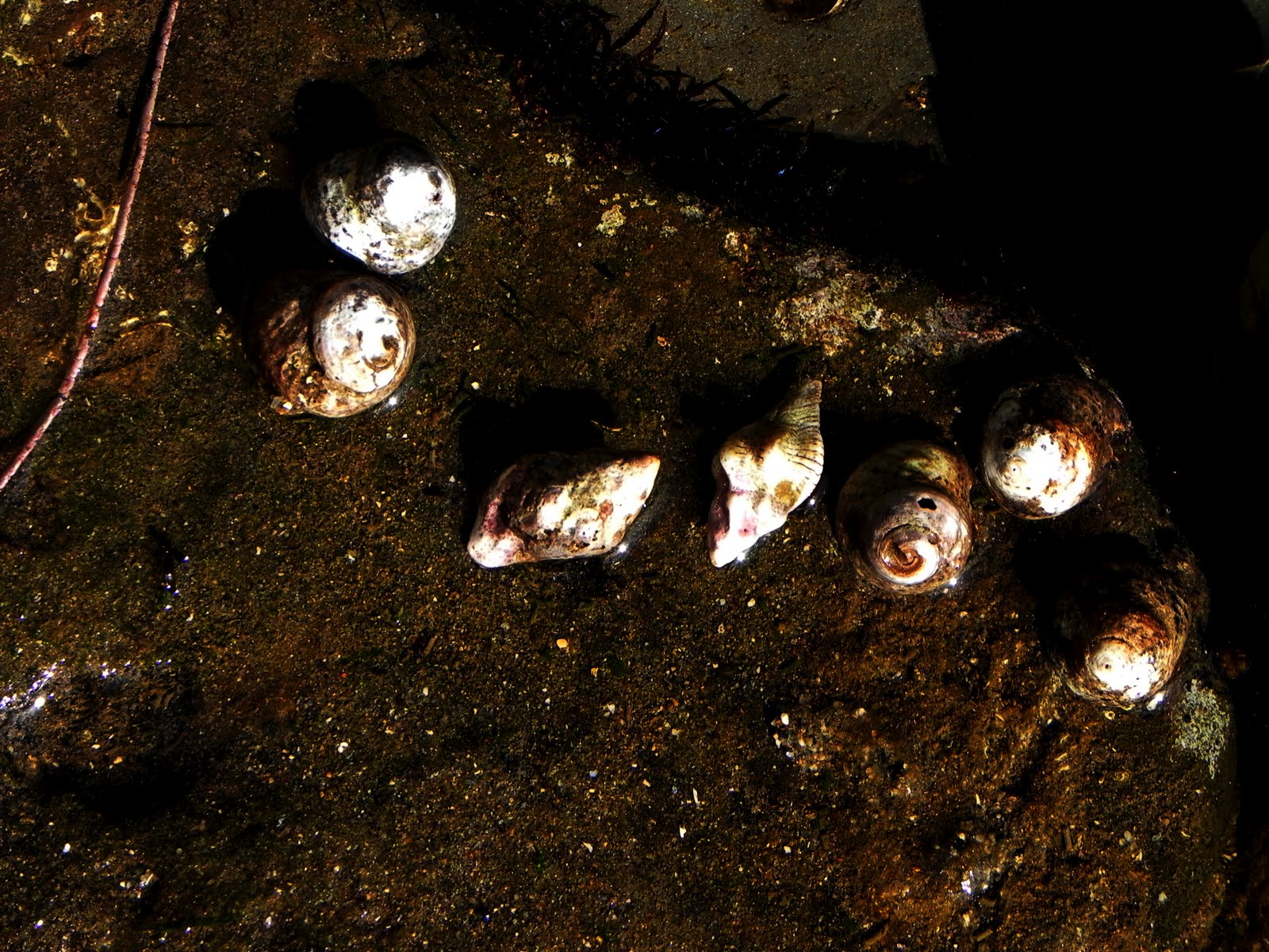 Light Impressions San Pedro Tide pools