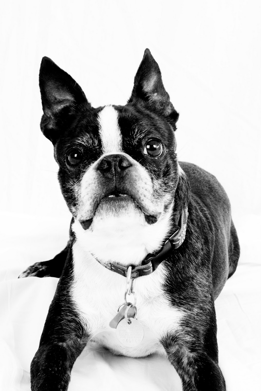 Zinser Photography Pet Photography Reno,Sparks,Lake Tahoe Nevada Cat