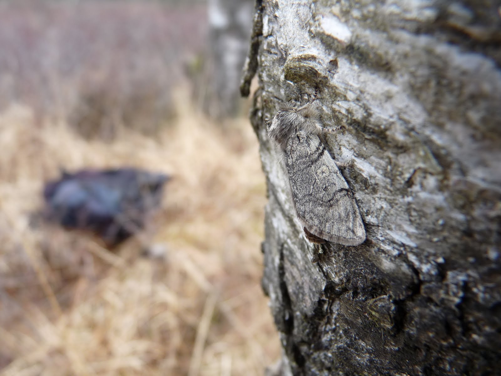 The Flanders Moss Bog Blog: The Search For Belly Button Fluff