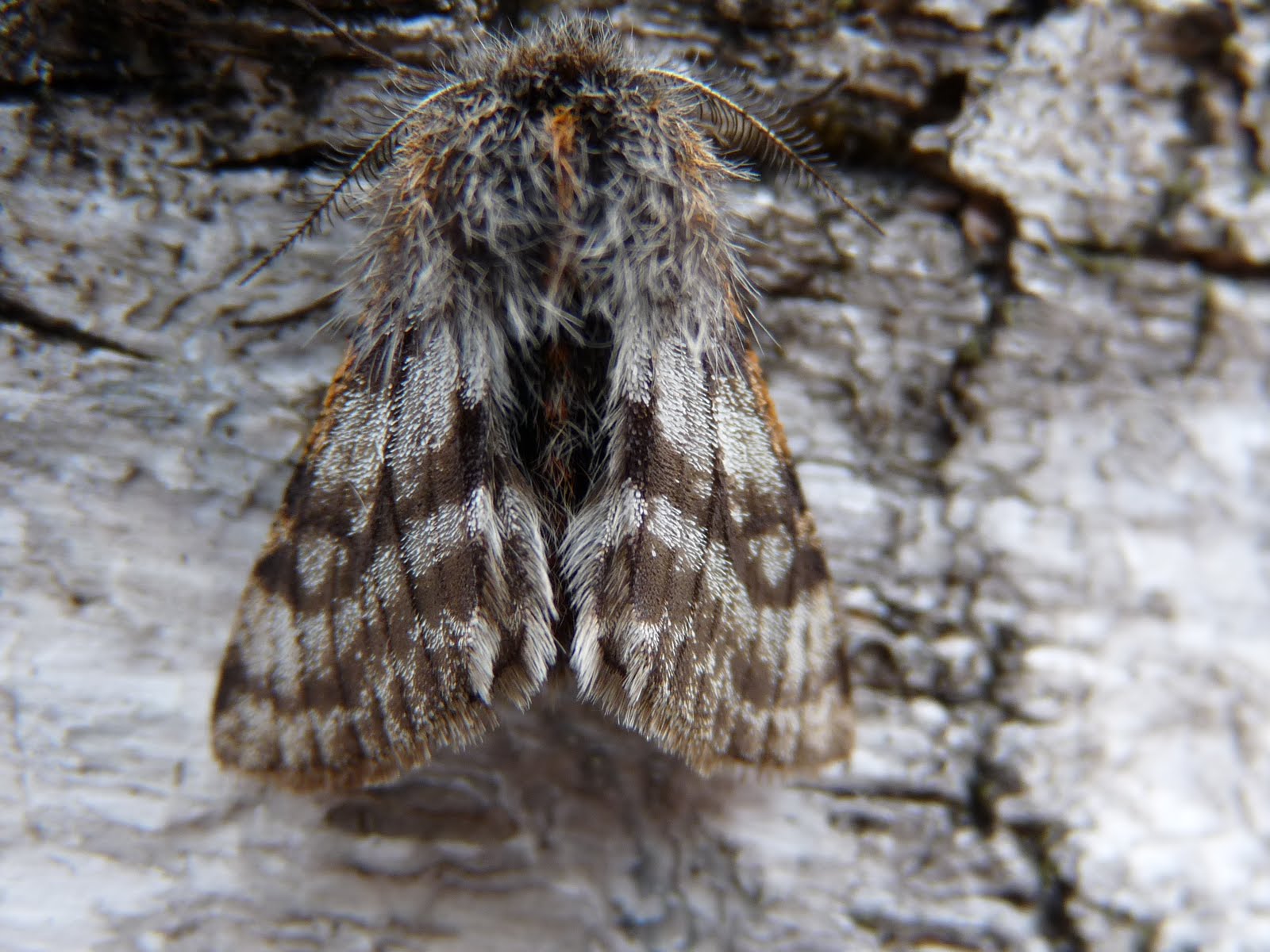 The Flanders Moss Bog Blog So what is this all about the belly button