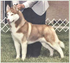 Husky Siberiano