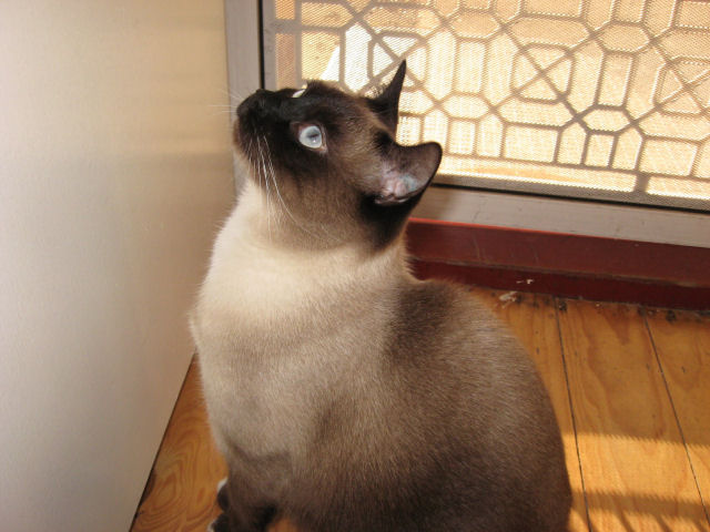 SmokeyBlue