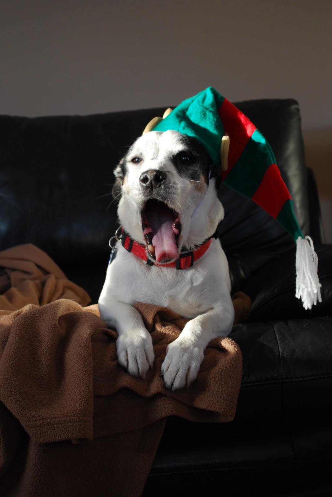 What Is An Elf Hat Called