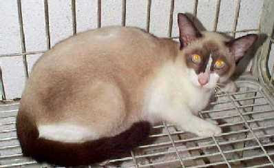 Syallena Wiki: Malaysia Cat Club