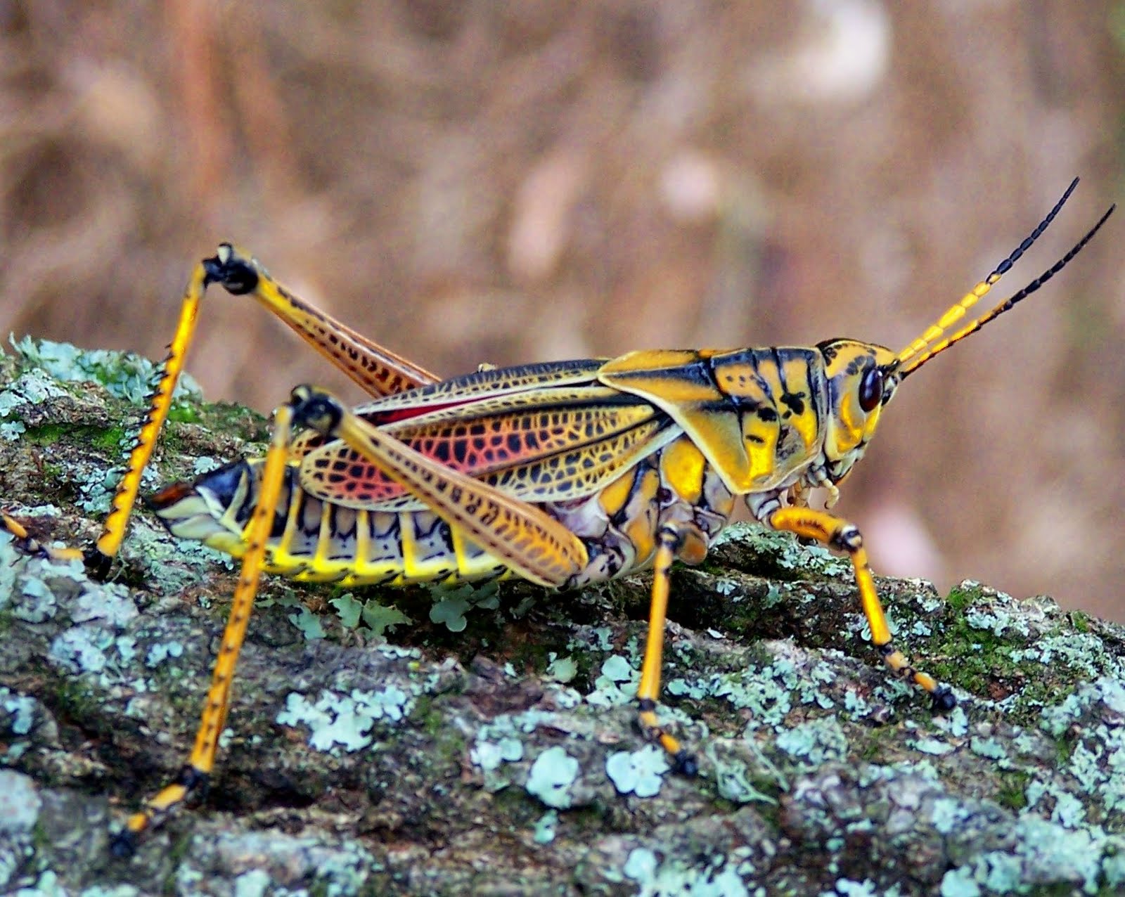 The of Celebration, FL The Shewbridges of Central Florida