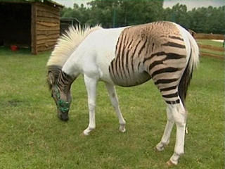 Zebroid