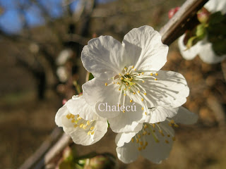 cerezos en flor valle del jerte