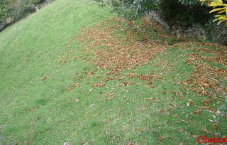 Otoño,prado y erizos erizos de castaño y prado en tornavacas