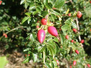 rosal silvestre valle del jerte