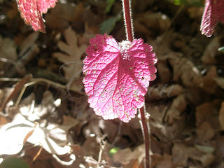 Planta-en-otoño otoño en el valle del jerte