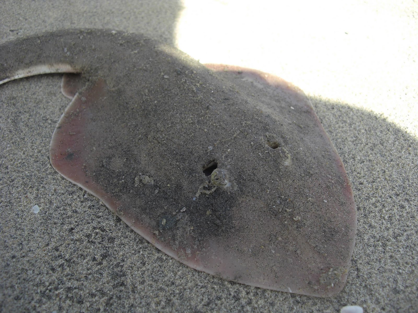 Photography & Me: A Semi-Flat Shark