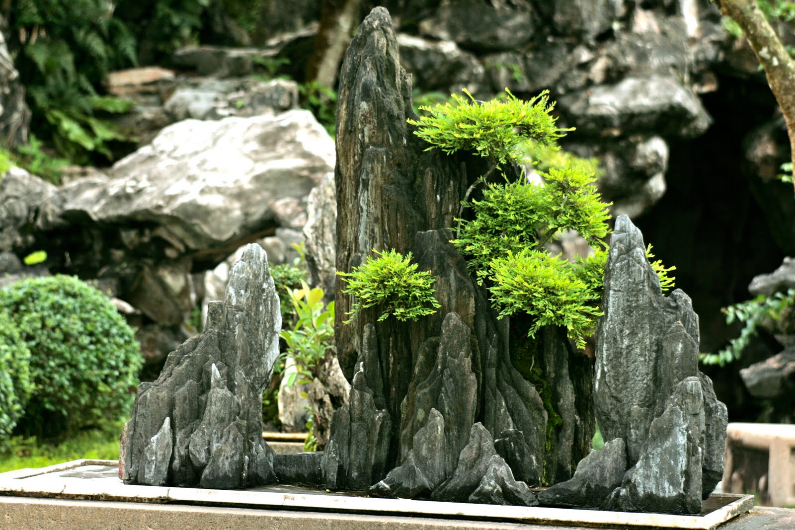 creating bonsai landscapes