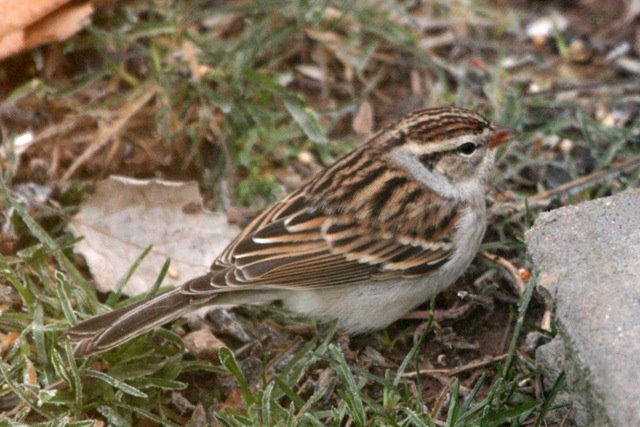 [chipping+sparrow+181108+(7).JPG]
