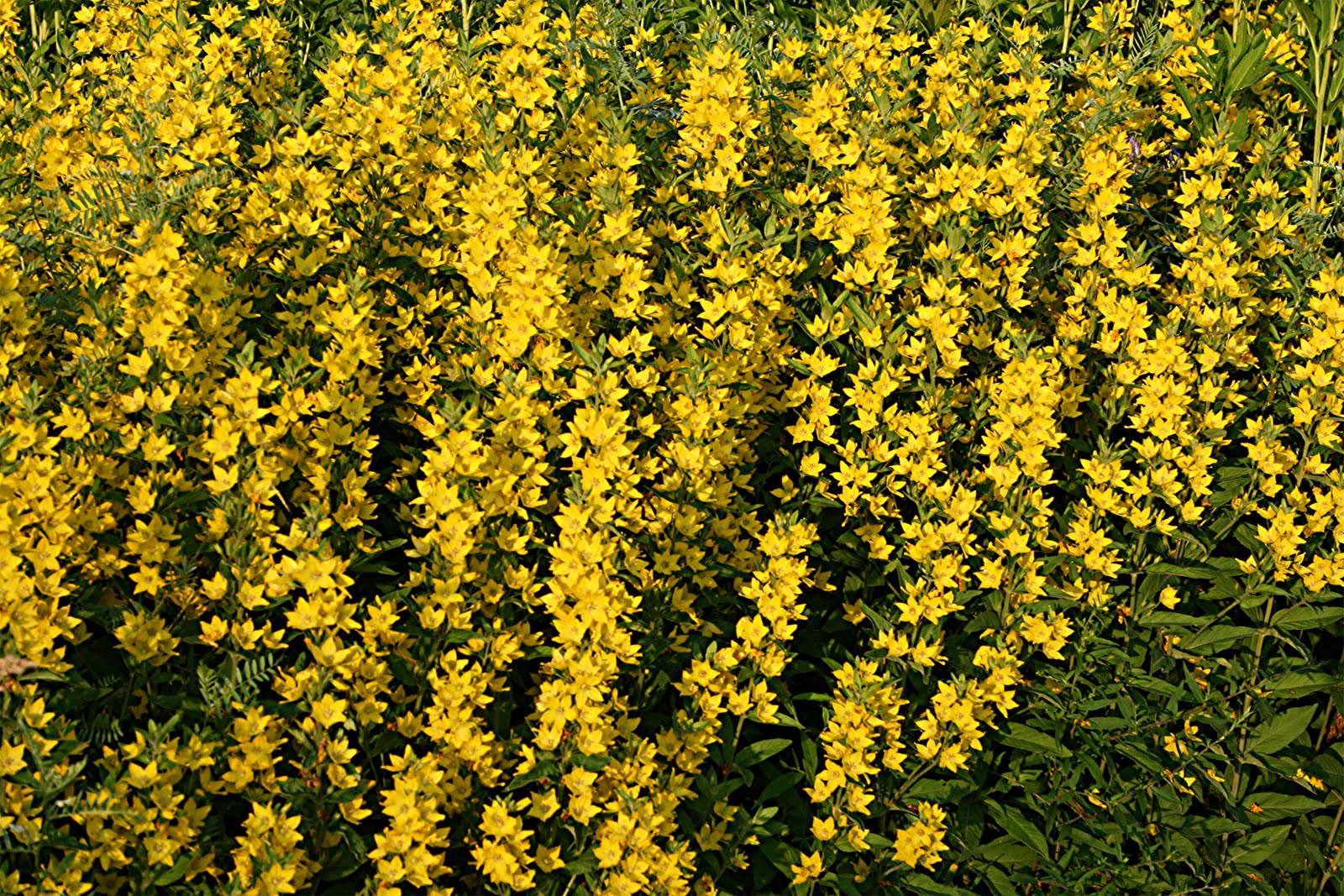 nature tales and camera trails yellow in my garden for mellow yellow