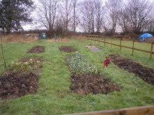 The vegetable plot