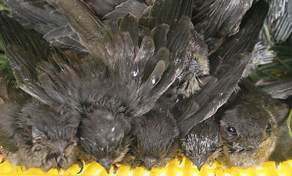 Aerodramus Fuchiphagus-Birds of same feather flock together
