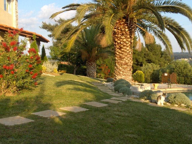 A cat looking at the swimming pool