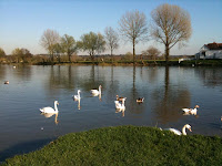 opposite the cabbage field