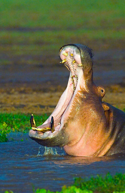 [hippo+yawn+2.jpg]
