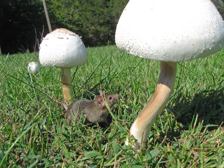 Matthew Fels Pet Mouse With Mushrooms