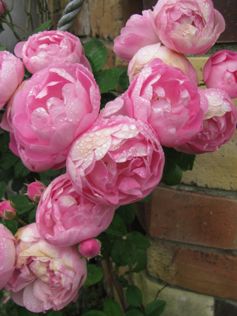 Lydias Treasures: Flowers in my garden