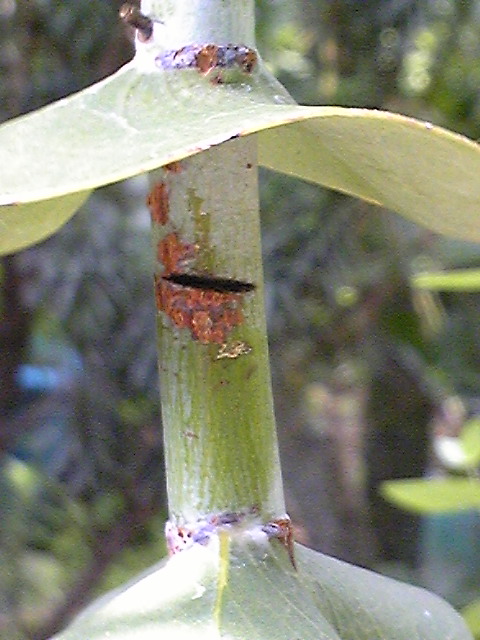 レア種 ユーカリ ペリニアナ タスマニア産