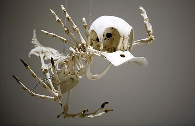Fun Crawler: Famous Cartoon Character Skeletons