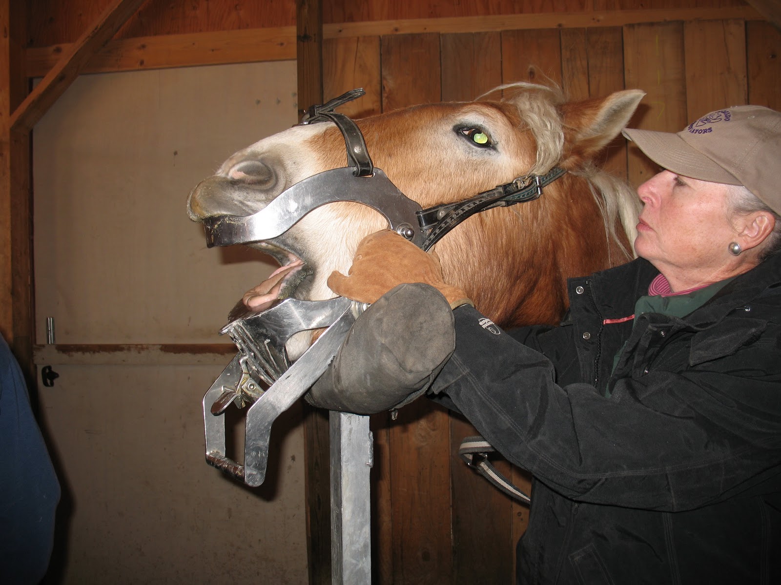 Living a Dream Straight From the Horse's Mouth