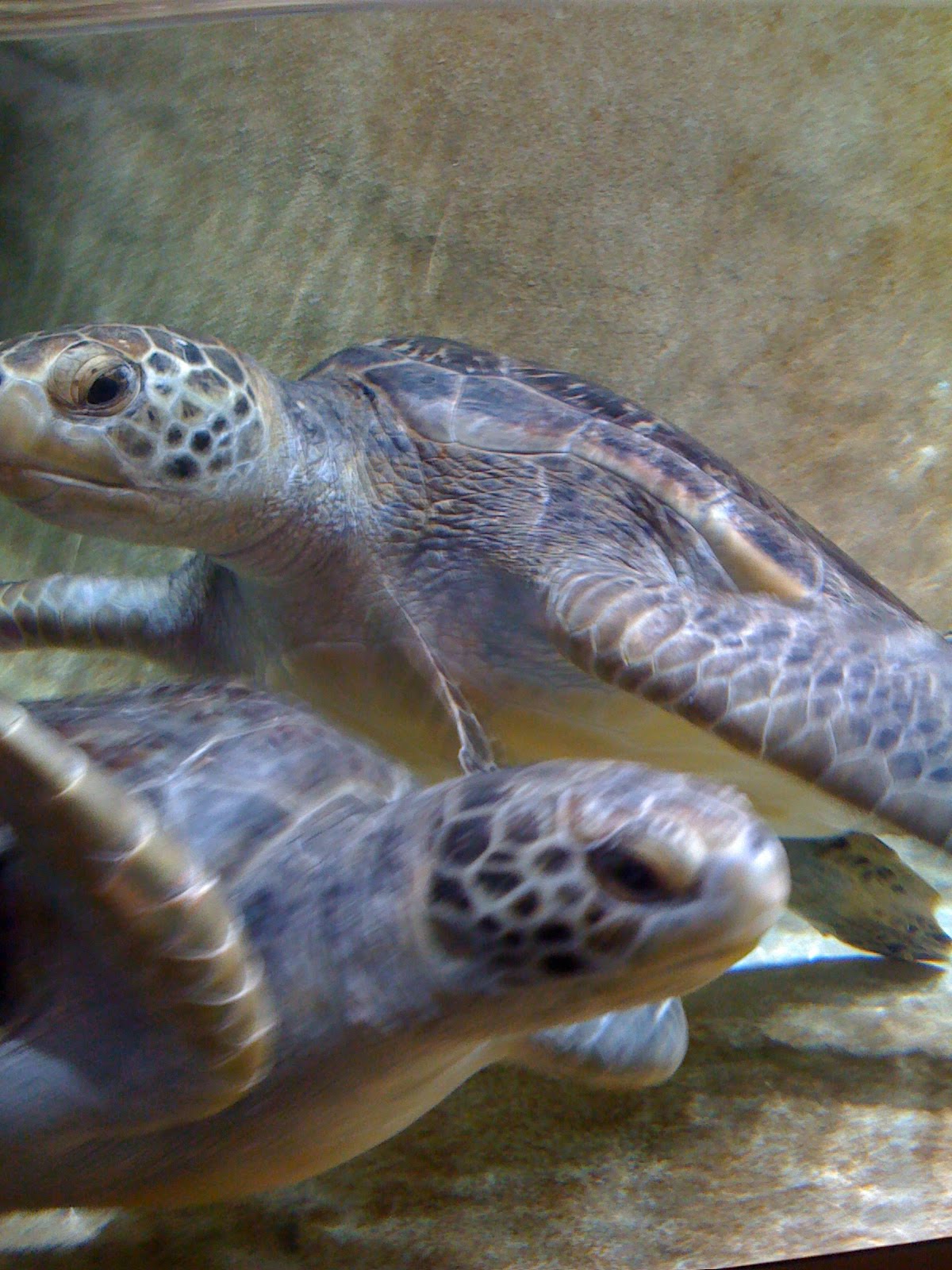 San Diego Sea Turtles San Diego Hatchlings (from SeaWorld) Moved to