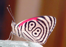 Hermosa mariposa!!!