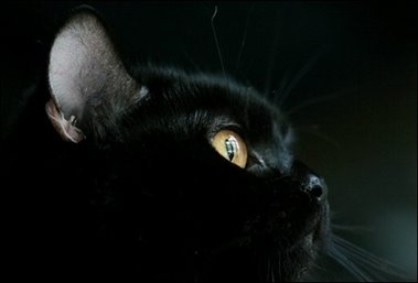 [Black+cat.jpg]