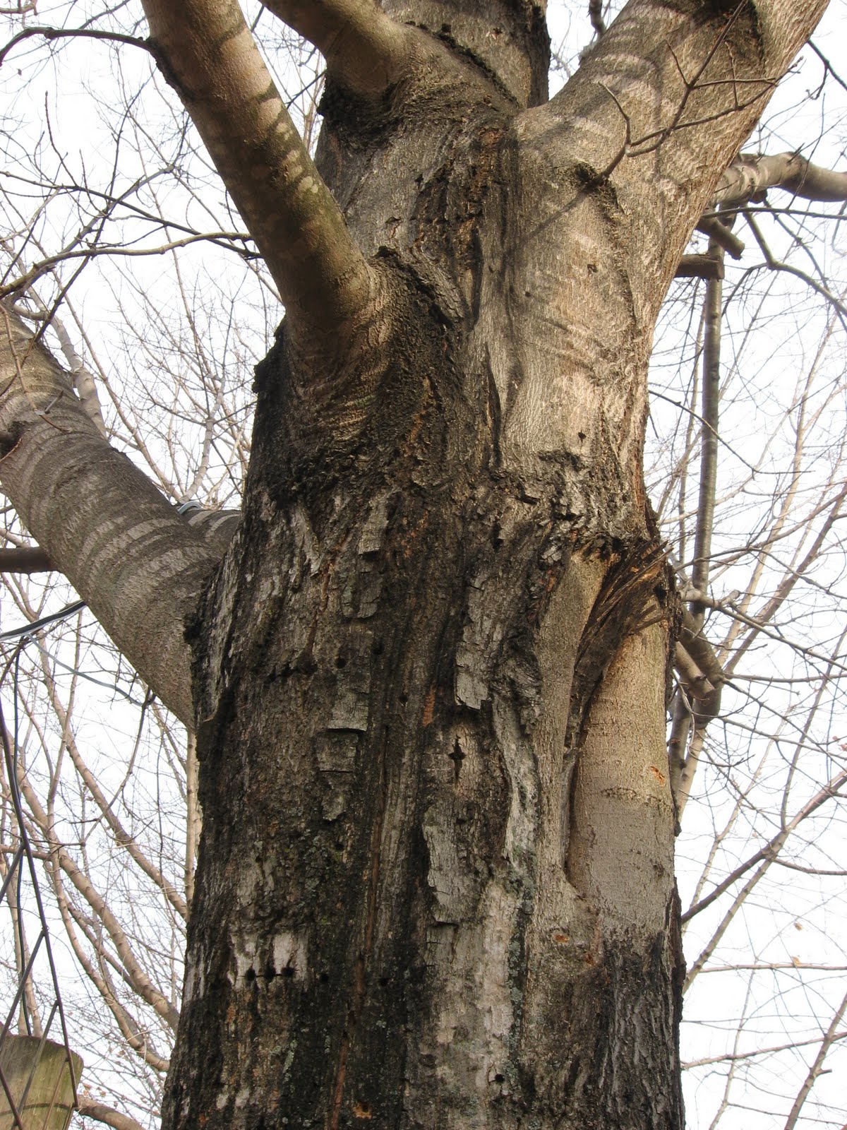 Foothills of the Great Smoky Mountains Sugar Trees