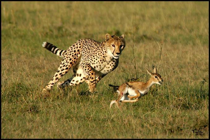 [cheetah+chase.jpg]