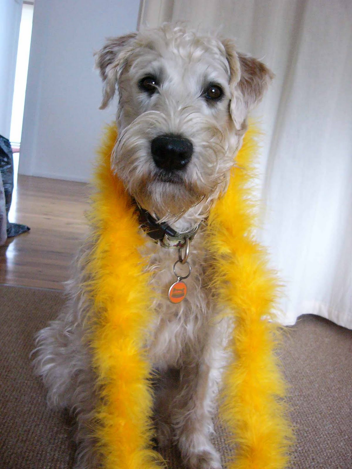 Irish Soft Coated Wheaten Terrier called Nessa