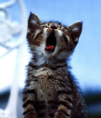 kitty+yawn.jpg