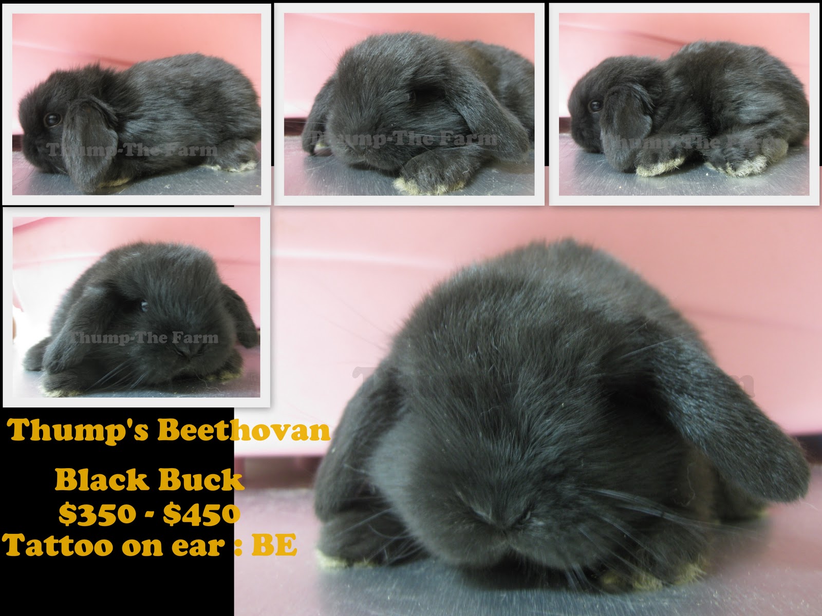 THUMP The Farm Premium Quality Holland Lops Babies available for