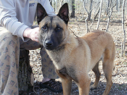 NADO (Belgian Malinois)