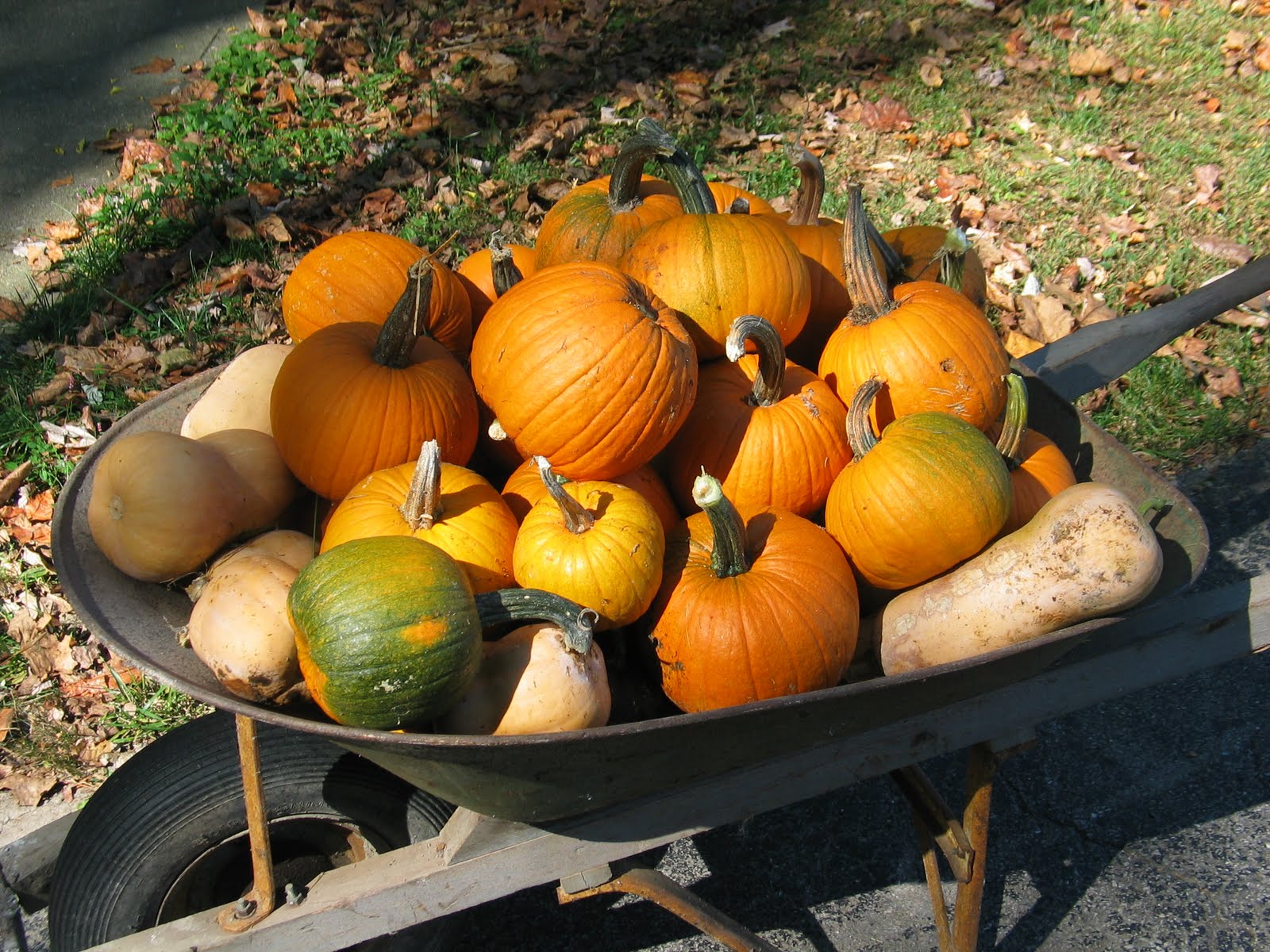 Simply Homemaking Pumpkins and Butternut Squash! Simply Homemaking Pumpkins and Butternut Squash!