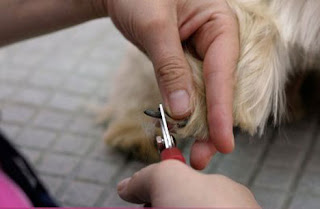 corte de uñas en el perro
