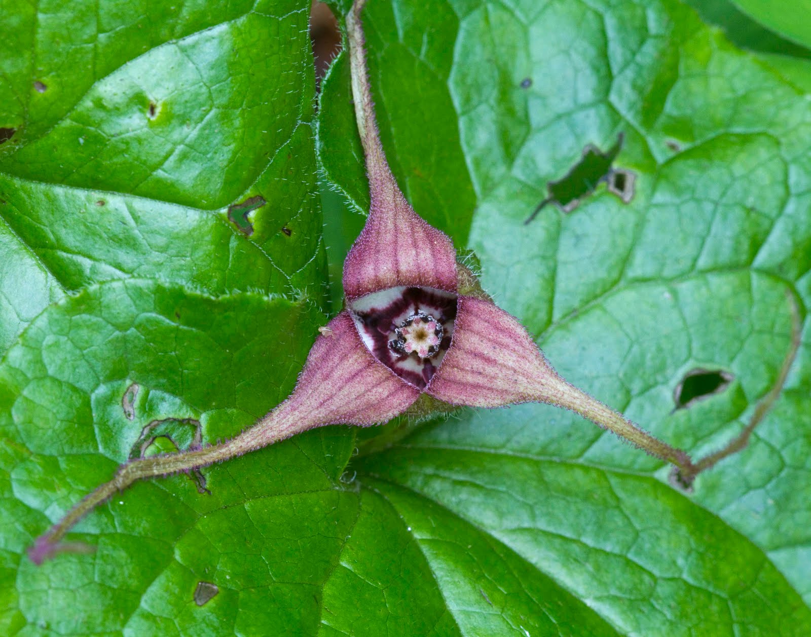 NWflora Wild Ginger, Asarum caudatum