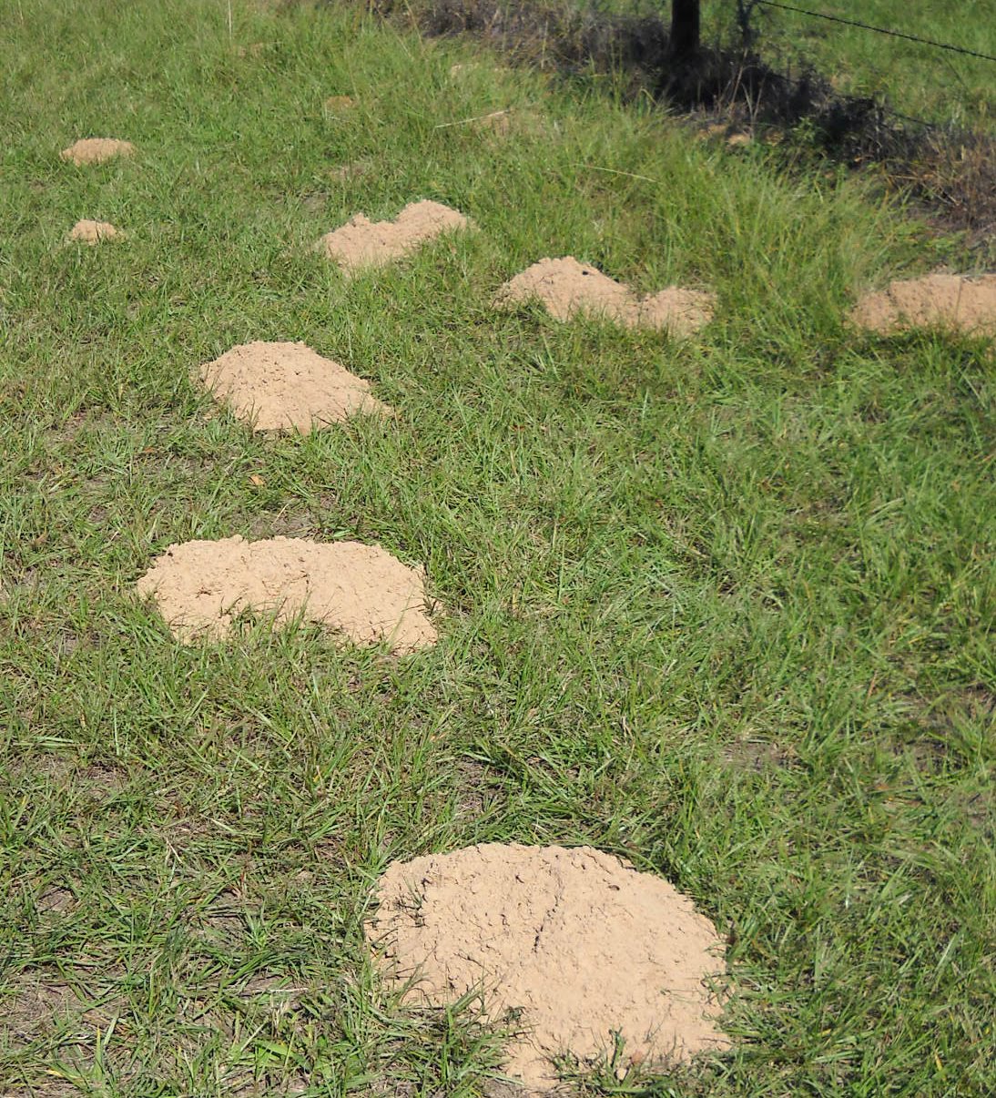 J Bar D Ranch Pocket Gophers and Pasture Damage