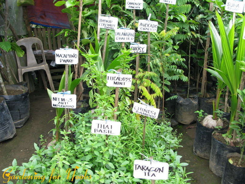 Buying Plants in Tagaytay (Mahogany Market) The Balcony Farmer
