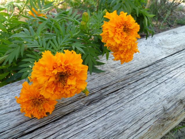 Dia de los Muertos • El Paso and Southern New Mexico: Cempasuchil (Flor de  Muerto) at my home