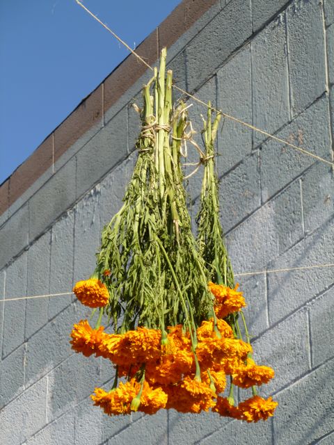 Dia de los Muertos • El Paso and Southern New Mexico: Cempasuchil (Flor de  Muerto) at Centro Mayapan - El Paso, Texas - 2010