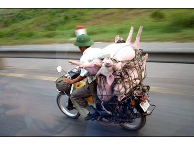 funny overloaded bike with pigs