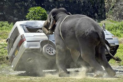 angry elephant pushes car photo